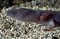 The head of the black Olm subspecies (Proteus anguinus parkelj)