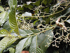 April 3: the flowering plant Pauridiantha floribunda