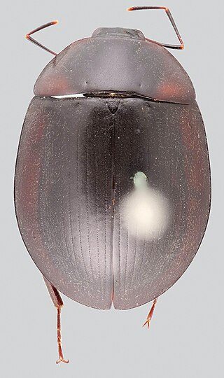 <i>Peltochares</i> Genus of beetles