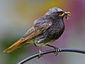 Subadult (1st-summer) male; Augsburg, Germany