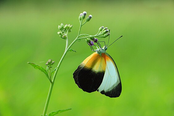 Pollination butterfly Photographer: User:Edspires