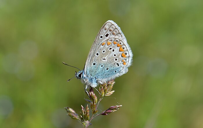 Azuré bleu céleste