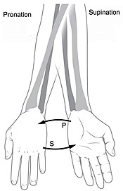 Pronation and supination.jpg