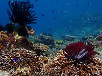 Two large feather stars anchored to coral