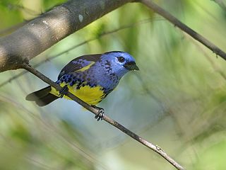 <span class="mw-page-title-main">Turquoise tanager</span> Species of bird