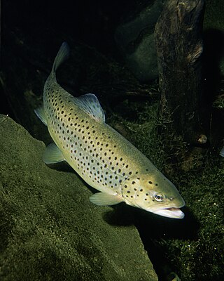 <span class="mw-page-title-main">Trout</span> Freshwater fish from subfamily Salmoninae