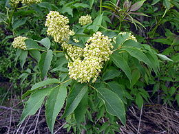 Raudonuogis šeivamedis (Sambucus racemosa)