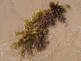 <i>Sargassum muticum</i> Species of seaweed