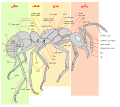 العربية