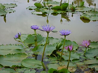 <i>Nymphaea nouchali</i> Species of aquatic plant