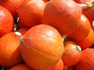 <span class="mw-page-title-main">Red kuri squash</span> Type of winter squash