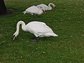 陸に上がり草を食べるハクチョウ