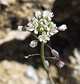 Thysanocarpus laciniatus