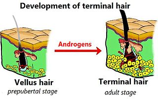 <span class="mw-page-title-main">Terminal hair</span> Thick, long, and dark hair, as compared with vellus hair