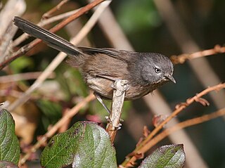 Wrentit species of bird