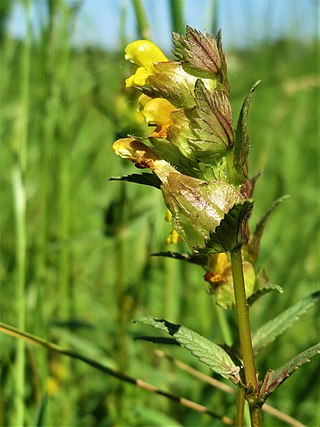 <i>Rhinanthus minor</i> Species of flowering plant in the broomrape family Orobanchaceae