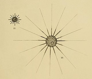 <i>Acanthosphaera</i> Genus of algae