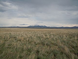 <i>Agropyron cristatum</i> Species of grass