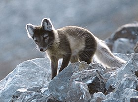 Polarræv i sommerdragt ved Bikrd cliff, Svalbard. Foto: Michael Haferkamp, juli 2002