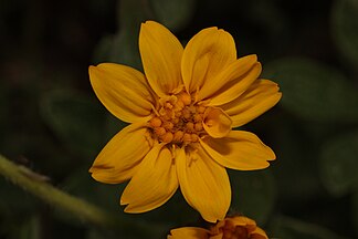 Sticky leaf arnica (Arnica ovata)