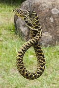 Usambara-Buschviper (Atheris ceratophora)