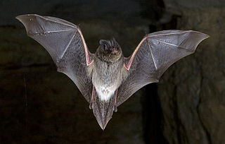 Western barbastelle Species of bat