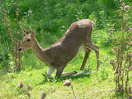 Kalninė redunka (Redunca fulvorufula)