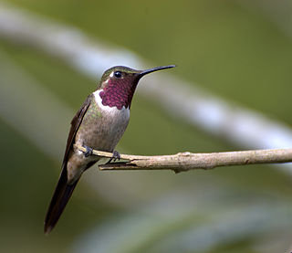 <span class="mw-page-title-main">Amethyst woodstar</span> Species of hummingbird