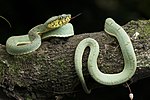 Thumbnail for File:Cobra-papagaio - Bothrops bilineatus - Ilhéus - Bahia.jpg