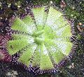 Drosera cuneifolia