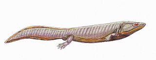 <i>Dvinosaurus</i> Extinct genus of amphibians