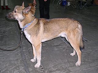 East Siberian Laika Dog breed