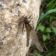 Epiophlebia superstes (Epiophlebioidea)