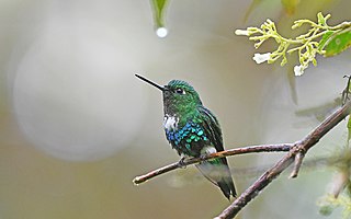 <span class="mw-page-title-main">Emerald-bellied puffleg</span> Species of hummingbird