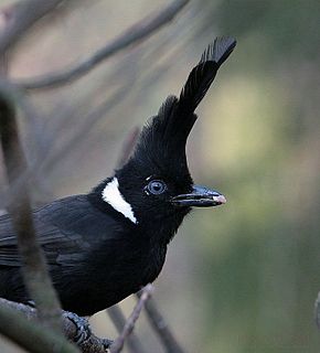 Crested jay Species of bird from tropical east Asia