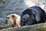 Black howler monkeys