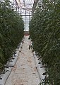 Hydroponic tomato over pumice