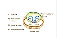 Các khu vực của tuyến tiền liệt