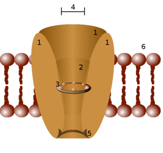 <span class="mw-page-title-main">Ion channel</span> Pore-forming membrane protein