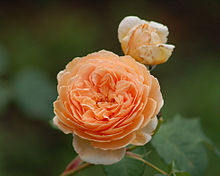 'Crown Princess Margareta' Kronprincess Margareta (Austin1999).jpg