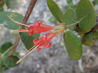 <i>Lambertia orbifolia</i> Species of plant endemic to the south-west of Western Australia