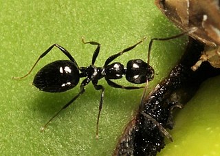 <i>Lepisiota</i> Genus of ants