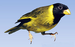 <span class="mw-page-title-main">Oriole finch</span> Species of bird