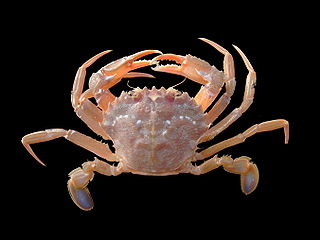 Portunidae Family of crabs