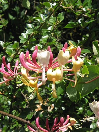 <span class="mw-page-title-main">Honeysuckle</span> Genus of flowering plants