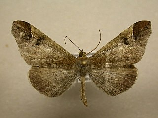 <i>Macrosoma bahiata</i> Species of butterfly