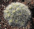 Mammillaria compressa