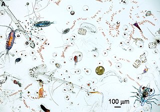 <span class="mw-page-title-main">Plankton</span> Organisms living in water or air that are drifters on the current or wind