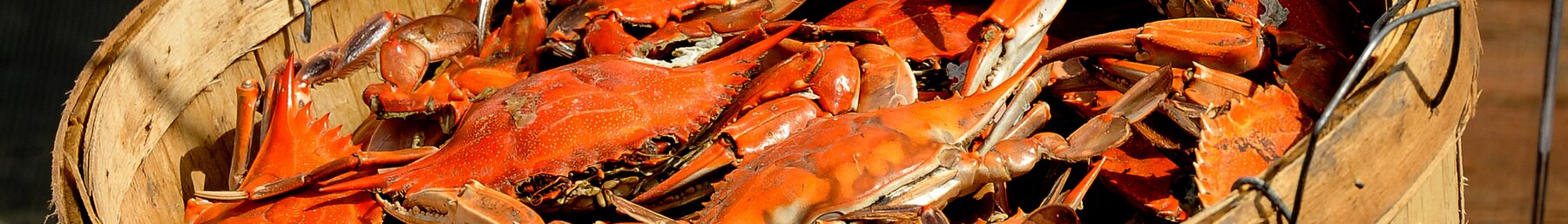 Steamed Maryland blue crabs in Annapolis