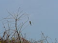 Zwergspint Little Bee-eater